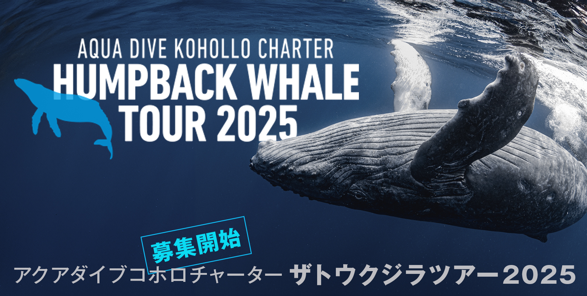 AQUA DIVE KOHOLLO CHARTER HUMPBACK WHALE TOUR 2025募集開始 アクアダイブコホロチャーター ザトウクジラツアー2025