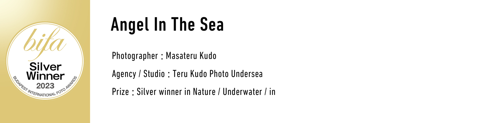 bifa Silver WinnerBUDAPEST 2023 INTERNATIONAL FOTO AWARDS Angel In The Sea Photographer: Masateru Kudo Agency Studio Teru Kudo Photo Undersea Prize Silver winner in Nature / Underwater / in