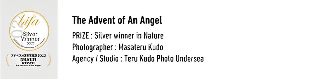 The Advent of An Angel Prize Silver winner in Nature  Photographer Masateru Kudo Angecy Studio teru kudo Photo Undersea