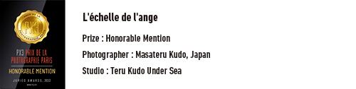 PX3 PRIX DE LA PHOTOGRAPHIE PARIS HONORABLE MENTION L'échelle de l'ange Prize: Honorable Mention Photographer: Masateru Kudo, Japan Studio: Teru Kudo Under Sea